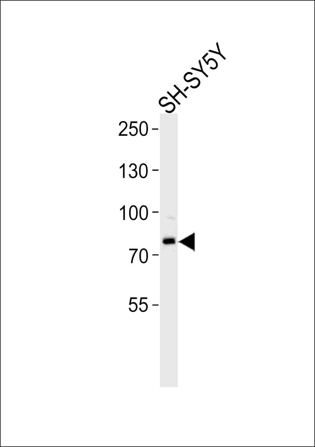 ORC3L / ORC3 Antibody (aa17-46)