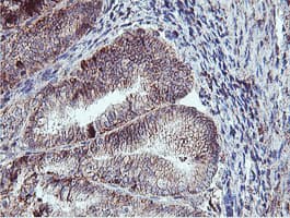 NPTN / SDR1 Antibody (clone OTI2D4)