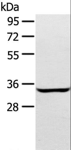 Polyclonal Rabbit anti-Human STX2 / Syntaxin 2 Antibody (IHC, WB)