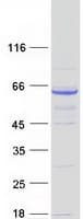 Human LRRC48/DRC3 Protein (Recombinant Myc-DDK (Flag))