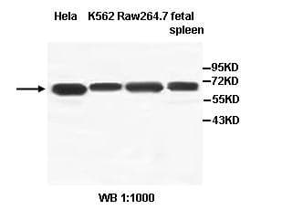AcPL / IL18RAP Antibody