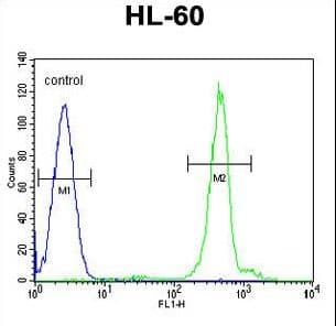 Polyclonal Rabbit anti-Human DPPA5 Antibody (aa2-31, WB)