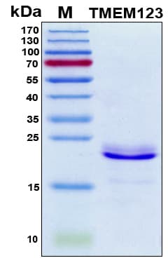 Human TMEM123 / Porimin Protein (Recombinant 6His, N-terminus)
