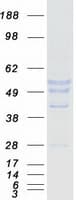 Human MAGEA8 Protein (Recombinant Myc-DDK (Flag))