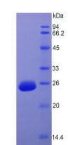 Rat Fgf15 Protein (Recombinant His, N-Terminal)