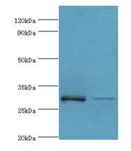 RPA4 Antibody (aa1-230)