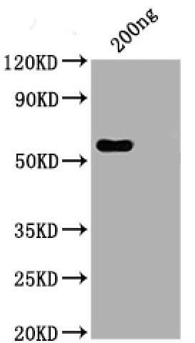Recombinant Monoclonal Human anti-Coronavirus SARS-CoV-2 Nucleoprotein Antibody (clone 1A6, aa1-419, WB)