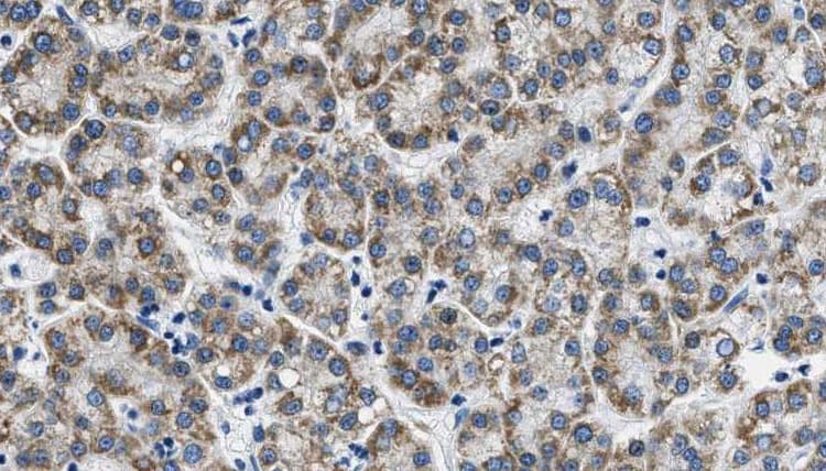 Polyclonal Rabbit anti-Human AQP3 / Aquaporin 3 Antibody (IHC, WB)