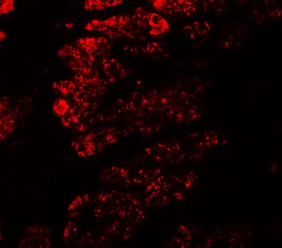 IHC-plus™ GOLGA5 Antibody