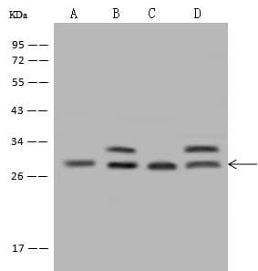 PDCD10 Antibody