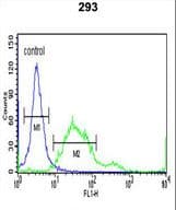 PROX1 Antibody (aa492-520)