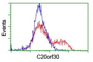 TMEM230 Antibody (clone OTI2C8)