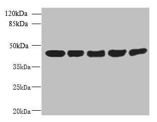 ARPM1 Antibody