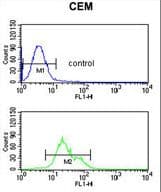 SLC39A8 / ZIP8 Antibody (aa218-246)