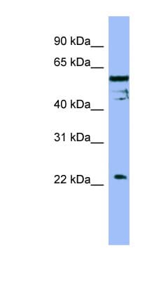 FAIM Antibody (aa143-192)