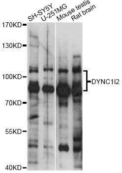 DYNC1I2 / IC2 Antibody