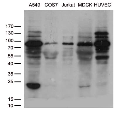 SH3BP1 Antibody (clone OTI3G1)