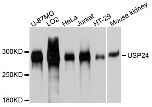 USP24 Antibody