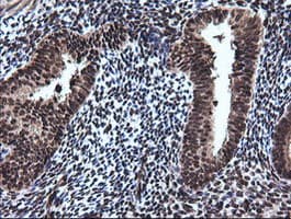 RAB30 Antibody (clone OTI3B1)