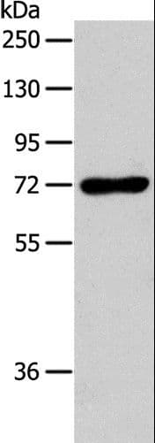 AcPL / IL18RAP Antibody