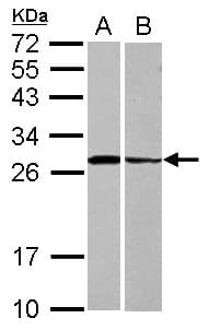 STX3 / Syntaxin 3 Antibody