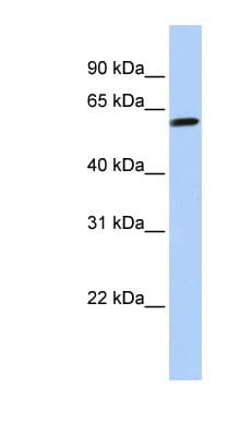 TEKT4 Antibody (aa36-85)