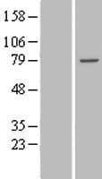 TTC30B Protein (Over-Expression Lysate Myc-DDK (Flag))