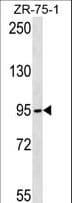 Polyclonal Rabbit anti-Human TUBGCP2 / GCP2 Antibody (aa394-423, WB)