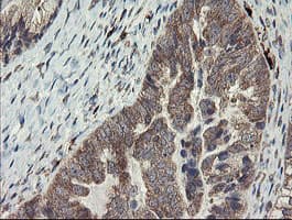 SNX8 Antibody (clone OTI1A1)