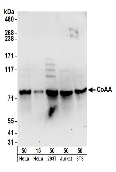 IHC-plus™ Polyclonal Rabbit anti-Human COAA / RBM14 Antibody (aa550-600, IHC, WB)