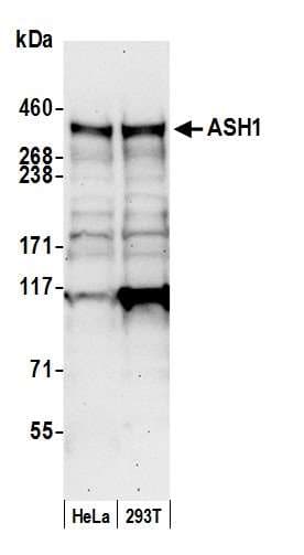 IHC-plus™ ASH1L / ASH1 Antibody (aa2919-2969)