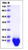 Mouse CCL3 / MIP-1-Alpha Protein (Recombinant)