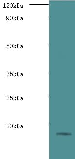 Histone H3.3 Antibody