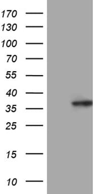 C14orf80 Antibody (clone OTI2D6, Carrier-free)