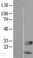 SERTM1 / C13orf36 Protein (Over-Expression Lysate Myc-DDK (Flag))