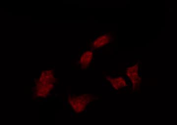 ABL1 / c-ABL Antibody (phospho-Tyr412)
