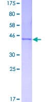 Human CEBPG / CEBP Gamma Protein (Recombinant GST)
