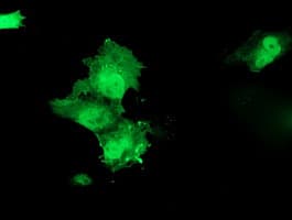 HSPBP1 Antibody (clone OTI1H4, Carrier-free)