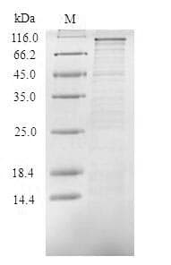 Human TICAM1 / TRIF Protein (Recombinant 10His, N-terminus)