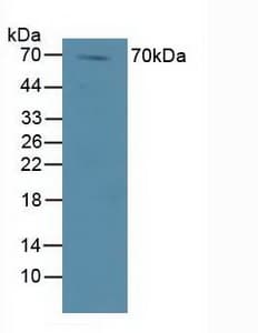 DVL1 / DVL / Dishevelled Antibody (aa150-285)