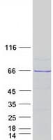 Human FEM1B Protein (Recombinant Myc-DDK (Flag))