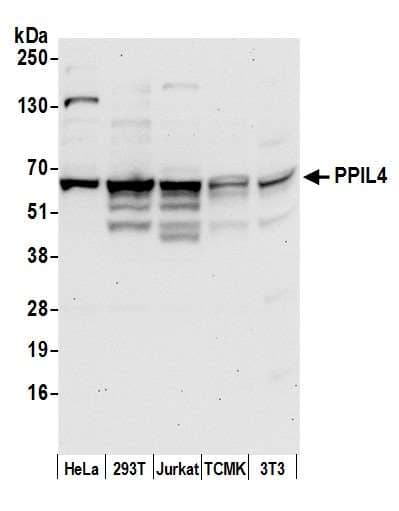PPIL4 Antibody (aa325-375)