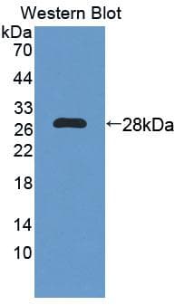 PRODH Antibody (aa392-599)