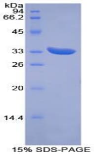 Mouse PINK1 Protein (Recombinant His-T7)