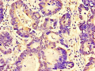 FAM151B Antibody