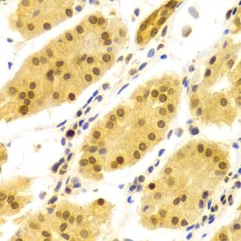 ELAVL1 / HUR Antibody