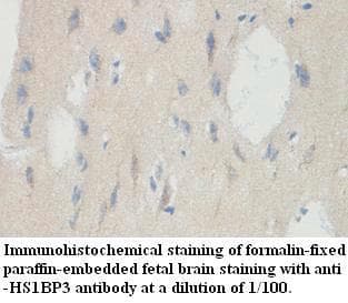 HS1BP3 Antibody (aa150-386)