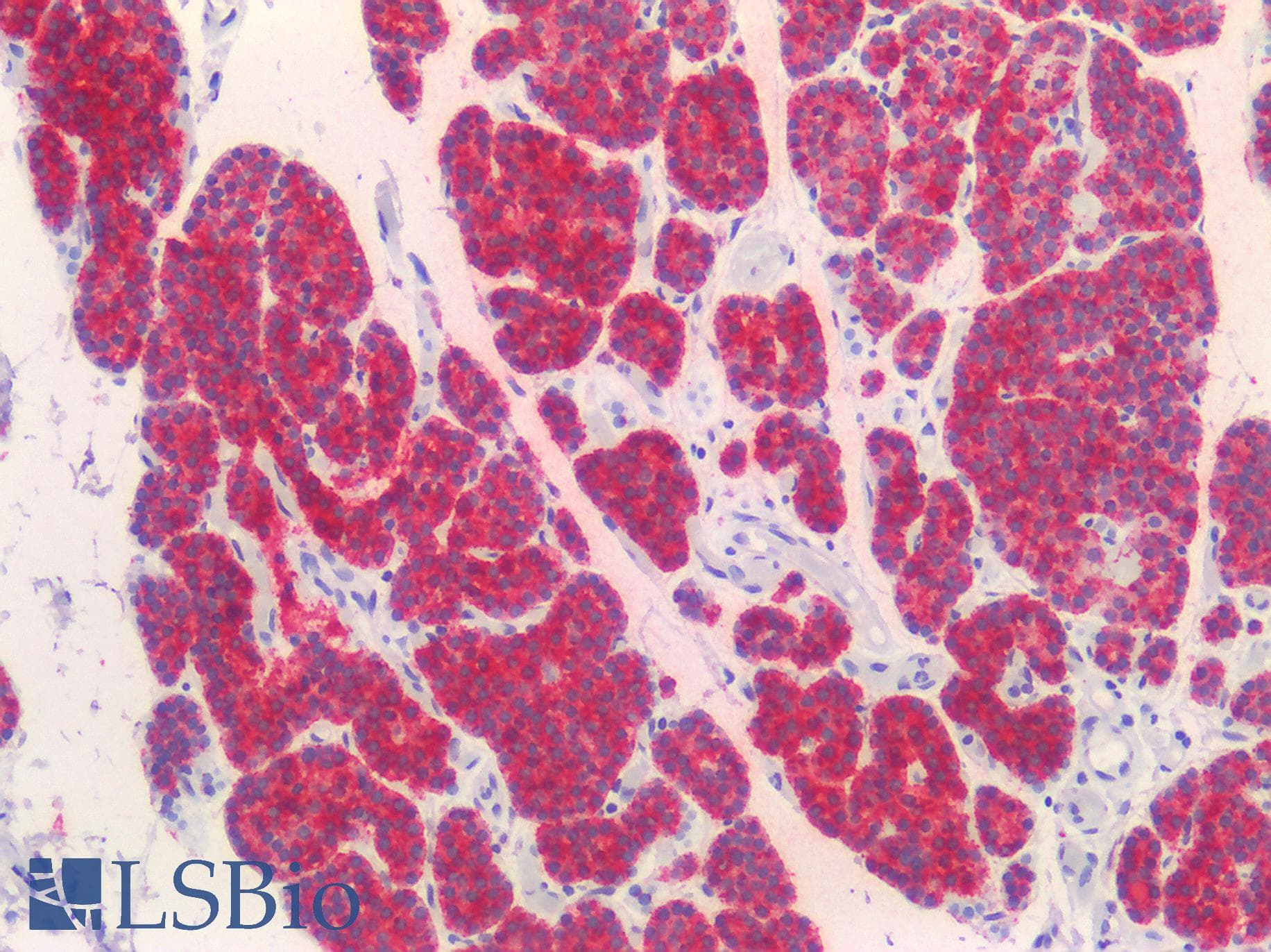 IHC-plus™ PTH / Parathyroid Hormone Antibody (Azide-free, BSA-free)