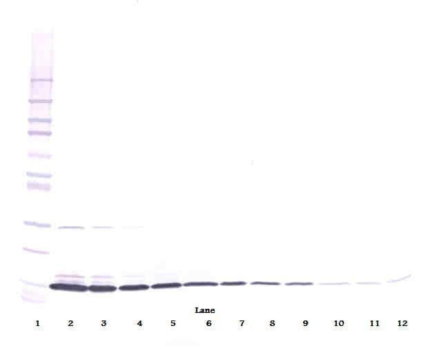 IL3 Antibody (Biotin)