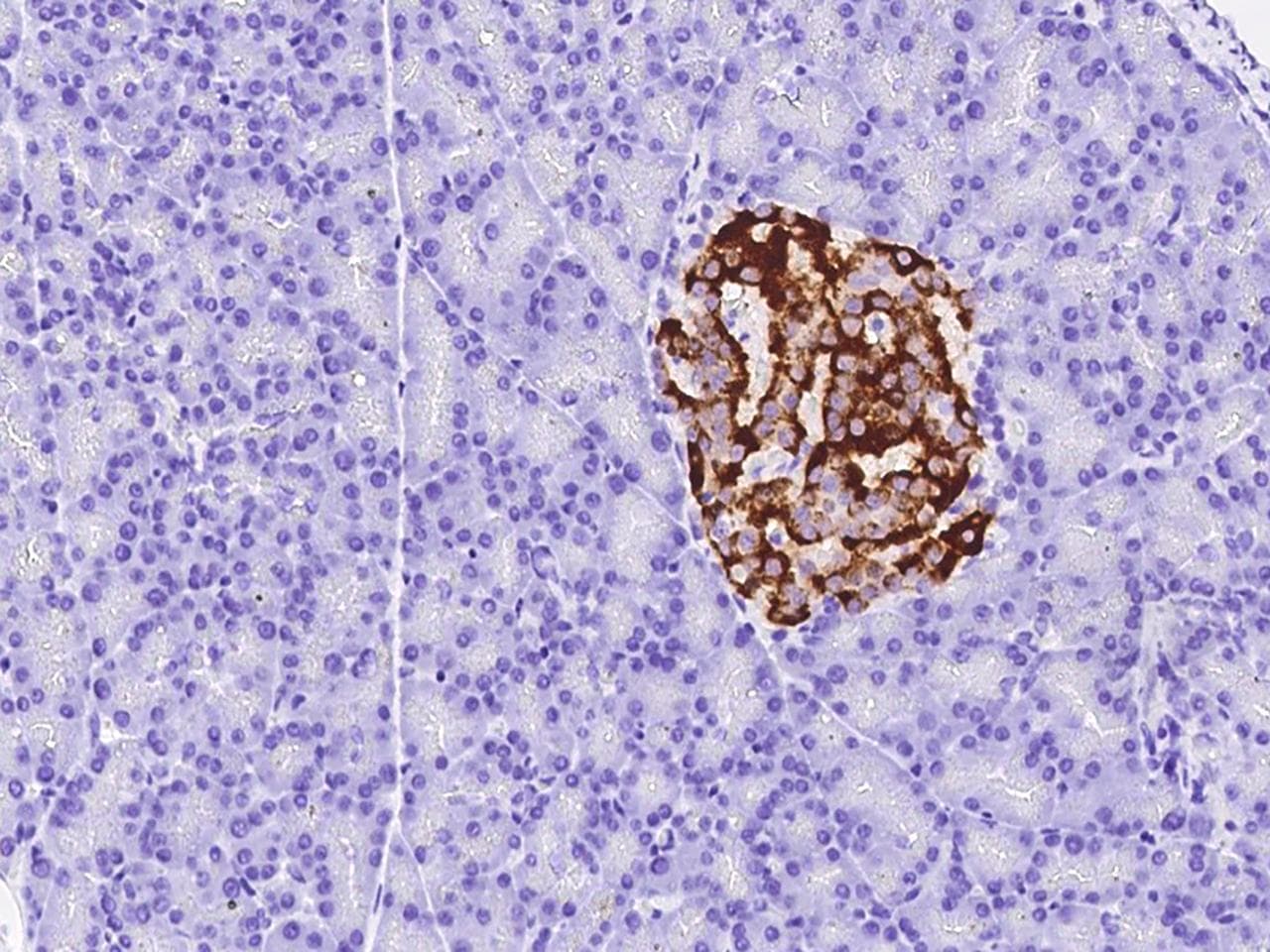 Insulin Antibody (clone 14, Preservative Free)